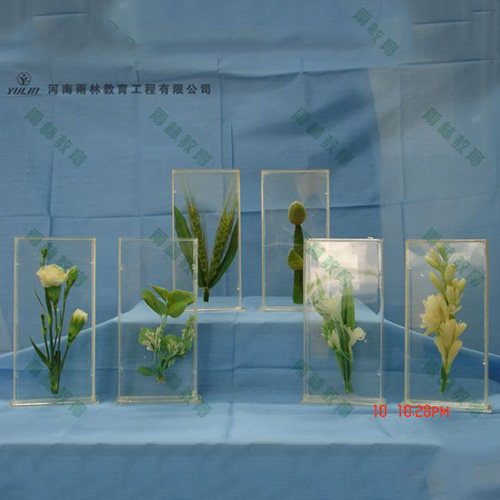 植物浸制標本012