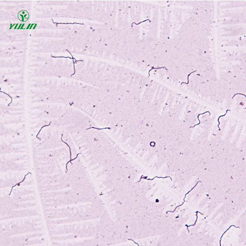 細(xì)菌、真菌類生物標(biāo)本片