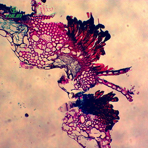 水稻、麥類植物病害玻片